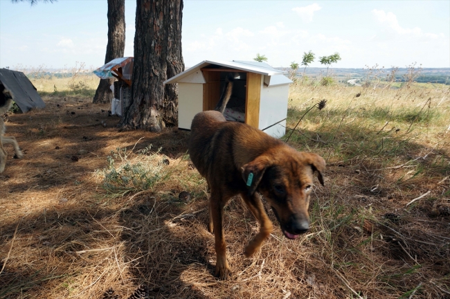 Hayvanseverler sokak hayvanlarına atık malzemelerden yuva yapıyor
